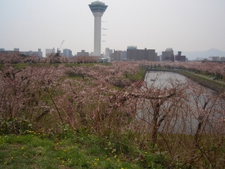 画像: 北海道も桜が！！